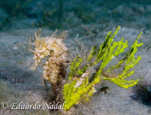 seahorse by Eduardo Nadal 
